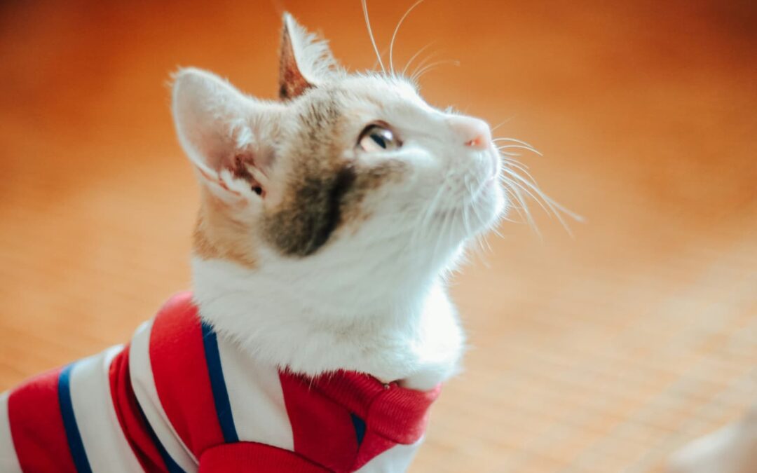A cat with a white and brown coat looks upwards